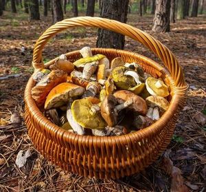 Przypominamy o bezpieczeństwie podczas grzybobrania