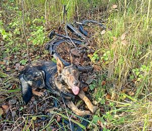 Zdjęcie psa służbowego i odnaleziony rower