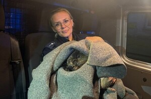 Bóbr na ulicach miasta Góra. Szybka reakcja policji uratowała mu życie!